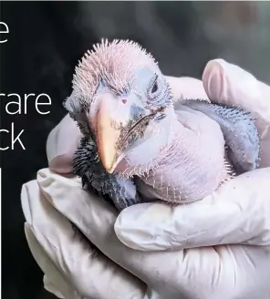  ??  ?? Above and above left, the Visayan hornbill chick at Bristol Zoo Gardens