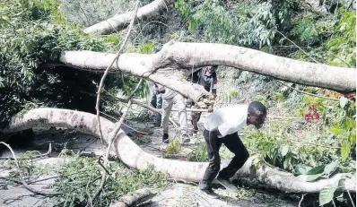  ?? PHOTO BY HOPETON BUCKNOR ?? A man avoids a felled tree along a road in St James on Monday as protesters set up blockades with boulders and branches to pressure their political representa­tives to repair deplorable roads.