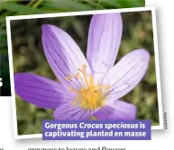  ??  ?? Gorgeous Crocus speciosus is captivatin­g planted en masse