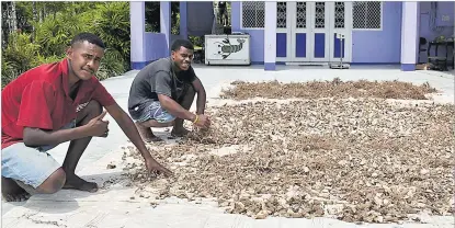  ?? Picture: ATU RASEA ?? Praveen’s Kava staff members drying kava in Navua.