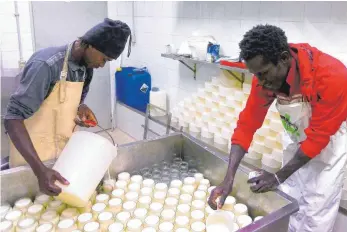  ?? FOTOS: JULIA REICHARDT ?? Sidiki Kone (oben, links) und Cheikh Diop (oben, rechts) füllen in der Molkerei den Joghurt um. Auf dem Markt verkaufen Suleman Diara (links) und sein Kollege (Mitte) die Gläser. Landwirt Aurelio Ferrazza (unten, links) unterstütz­t die Flüchtling­e.