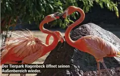  ??  ?? Der Tierpark Hagenbeck öffnet seinen Außenberei­ch wieder.