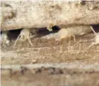  ??  ?? Asian Subterrane­an Termites