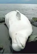  ?? AL GRILLO/AP ?? The Cook Inlet beluga whale population was listed as endangered in 2008.