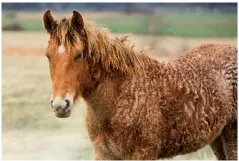  ?? ?? Bashkir Curlies seem to ease allergies to all horses