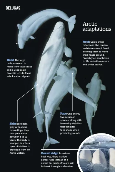  ??  ?? Head The large, bulbous melon is made from fatty tissue and is used as an acoustic lens to focus echolocati­on signals.Skin Born dark grey with a bluebrown tinge, they turn pure white between 5 to 12 years. The body is wrapped in a thick layer of blubber to protect it from icy Arctic waters.Face One of only two cetacean species, along with Irrawaddy dolphins, that can alter face shape when producing sounds.Dorsal ridge To reduce heat loss, there is a low dorsal ridge instead of a dorsal fin, made of tough skin to break through surface ice.
