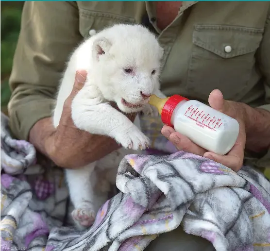 Rejete Par Sa Maman Un Bebe Lion Blanc Est Nourri Par Un Soigneur Pressreader