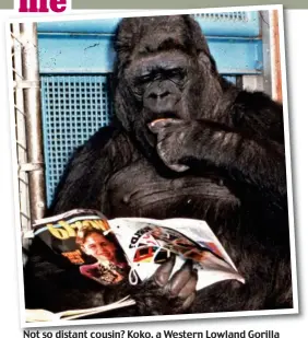  ??  ?? Not so distant cousin? Koko, a Western Lowland Gorilla knew thousands of words and even took an IQ test