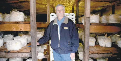  ?? PHOTOS BY TIM TAI/PHILADELPH­IA INQUIRER ?? Gary Schroeder, president of Oakshire Mushroom Farm, in the growing room. Oakshire sells logs inoculated with shiitake spawn but has lost 85 percent of its business to Chinese imports. Schroeder filed for bankruptcy last month.