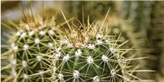  ?? Foto: Jens Schierenbe­ck, dpa ?? Die Kakteen gattung Echinopsis eignet sich besonders gut für das sogenannte Pfrop  fen, bei dem zwei Kakteen zu einem verwachsen.