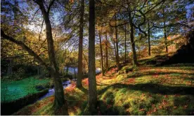  ?? Photograph: Stephen Fleming/Alamy ?? Woodland in Coniston, Cumbria. All forested sites are worth more with the trees left standing, the study found.