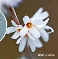  ??  ?? White forsythia.