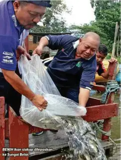  ??  ?? BENIH ikan siakap dilepaskan ke Sungai Belat.