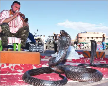  ?? Photos courtesy of Steve MacNaull ?? A snake charmer and his cobras in Jemma-el-Fna Square in Marrakech.