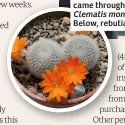  ??  ?? Below, rebutia