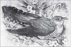  ??  ?? A cuckoo from a sketch by Mrs Hugh Blackburn (1923-1909), who lived at Roshven.