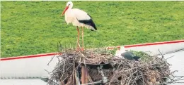  ?? Picture: AFP ?? GETTING COSY. Storks nest on top of an electric pole in Gjirokaste­r, Albania.