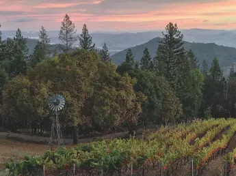  ??  ?? Above: the Lagier Meredith vineyard is located on Mt Veeder Left: Steve Lagier and Carole Meredith pour their wines at a tasting