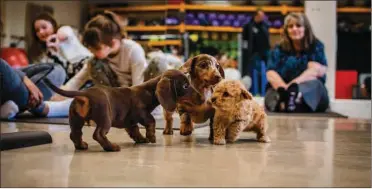  ?? Picture: Andrew Gill ?? Exercise with toy poodles, dachshunds, French bulldogs and pugs