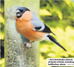  ?? Pete Cryer ?? > Ro’s bird feeder attracts all kinds of birds, including bullfinche­s, above