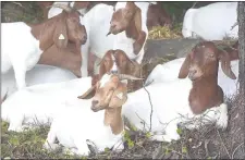  ?? PETE BANNAN - MEDIANEWS GROUP ?? Boer goats rest at Blackrock Park in Ridley Township.
