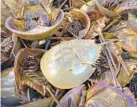  ?? JERRYJACKS­ON/BALTIMORE SUN ?? These crabs had blood drawn at a facility in Salisbury.