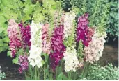  ??  ?? H. 6 Verbascum Mixed £8.99 (Code I557)