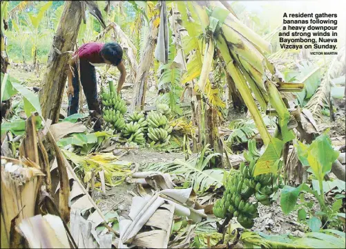  ?? VICTOR MARTIN ?? A resident gathers bananas following a heavy downpour and strong winds in Bayombong, Nueva Vizcaya on Sunday.