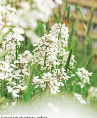  ??  ?? L’Hesperis matronalis ou julienne des dames