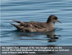  ??  ?? The region’s third, although at the time thought to be only the second, Short-tailed Shearwater was photograph­ed off the north-west coast of France early in the month.