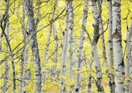  ?? LAURA KELSO/EDMONTON JOURNAL ?? Birch borer worms do not normally attack healthy trees, so keeping your birch in good shape is the best way to ward off these pests. Infestatio­ns can be fatal to the tree.