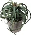  ??  ?? Faux Tillandsia Potted Plant, £29.95, Audenza.