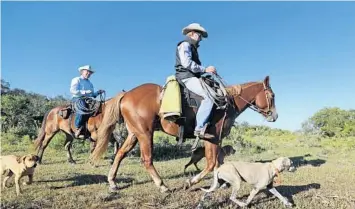  ?? RICARDO RAMIREZ BUXEDA/ORLANDO SENTINEL ?? Mike and his son, Zach Adams, of Adams Ranch, round up cattle on their ranch. The ranch has been a pioneer in maintainin­g pasture that benefits cattle and wildlife. They are seen here in November 2021.