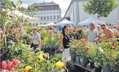  ?? FOTO: ROLAND RAY ?? Welche soll in meinem Garten blüh’n? Beim Rosenmarkt Schloss Großlauphe­im haben die Besucher die Qual der Wahl.