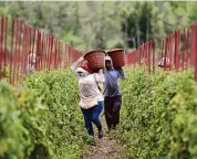  ?? River Road/Participan­t/Magnolia Pictures via Associated Press ?? A scene from the documentar­y “Food, Inc. 2.”