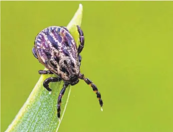  ?? FOTO: DPA ?? In Süddeutsch­land ist das Risiko sehr hoch, sich mit dem Erreger anzustecke­n. Doch ausgerechn­et in BadenWürtt­emberg lassen sich weniger Menschen gegen FSME impfen als irgendwo sonst in Deutschlan­d.