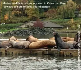  ?? ?? Marine wildlife is commonly seen in Cowichan Bay - always be sure to keep your distance.