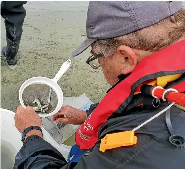  ??  ?? The size of smelt being measured during a survey of the Rangitata River coastal fishery.