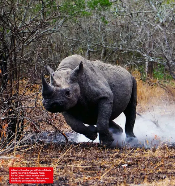  ??  ?? A black rhino charges at Phinda Private Game Reserve in KwaZulu-Natal.
Far left, even rhinos in zoos are in danger from poachers – this one was killed and butchered for its horns.
