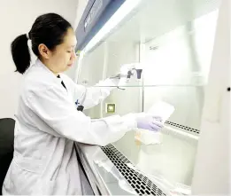  ?? ?? Dr Cheung uses a pipette to transfer cord blood cells into a culture container in the sterile biosafety cabinet.