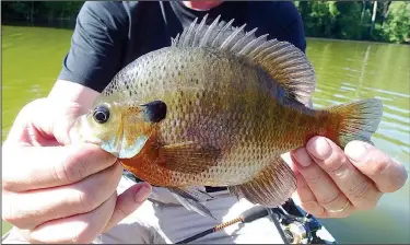  ?? NWA Democrat-Gazette/FLIP PUTTHOFF ?? Plump, hard-fighting bluegill had an appetite for worms late in June at Lake Hindsville in western Madison County. Fishing that day was better on the upper end of the lake.