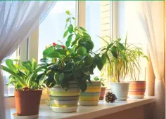  ??  ?? Air purifying plants help in reducing the presence of these chemicals and other toxins in our surroundin­gs.
