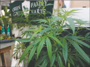  ?? The Associated Press ?? LEGAL LIMBO: Marijuana plants are displayed at the Green Goat Family Farms stand on Sept. 28 at "The State of Cannabis," a California industry group meeting in Long Beach, Calif.