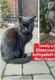  ?? ?? – Tavaly a budapesti Állatorvos­i Egyetem befogadott macskája, Marci kapott szobrot