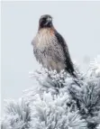  ?? FOTO: DPA ?? Trotz teils sehr frostiger Temperatur­en in den vergangene­n Tagen, ist bei einigen Greifvögel der Paarungstr­ieb erwacht.