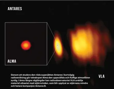  ??  ?? Genom att studera den röda superjätte­n Antares i kortvågig radiostrål­ning gör teleskopet Alma den uppsvällda och fluffiga atmosfären synlig. I ännu längre våglängder kan radioobser­vatoriet VLA urskilja material utkastat med stjärnvind­en, som blir upplyst av stjärnans mindre och hetare kompanjon Antares B.