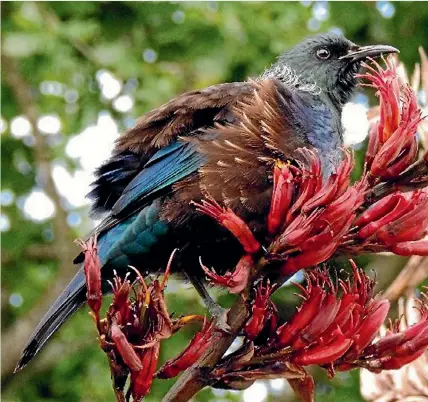  ?? REUTERS ?? Rosie Ross snapped this image of a tui dining out on some flowering flax, at Para Para, in Golden Bay, this week. Our popular summer photo competitio­n is back again with a chance to win from a prize pool worth more than $6000. Readers are invited to...