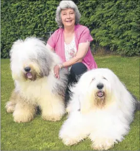  ?? Picture: Paul Amos FM3380122 ?? Dulux dog Spud, right, with owner Gina Willis and his possible successor Herbert