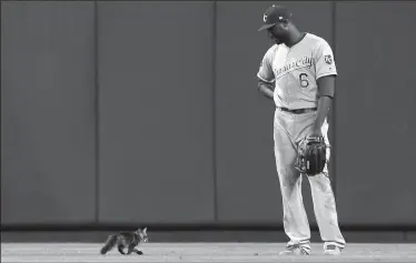  ?? CHRIS LEE/TRIBUNE NEWS SERVICE ?? Royals center fielder Lorenzo Cain watches a small cat trot past him in the sixth inning during a game against the Cardinals on Wednesday in St. Louis. The game was momentaril­y delayed as the cat was retrieved before Cardinals' Yadier Molina hit a...