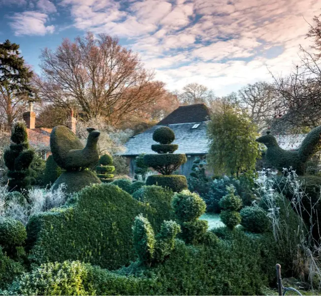  ??  ?? Buxus sempervire­ns ‘Bowles Blue’ and Buxus sempervire­ns are formed into stark shapes and winged creatures, bringing the frosty garden to life.